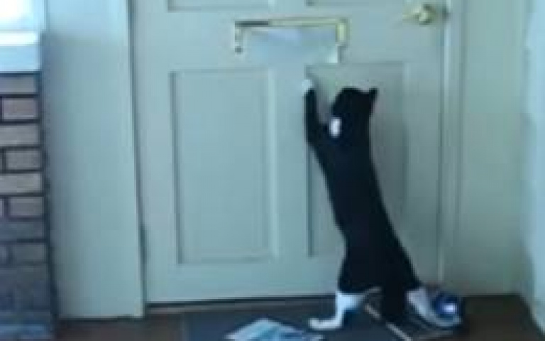 有你的掛號信哦！　喵星人「各種收件」畫面曝光超逗趣