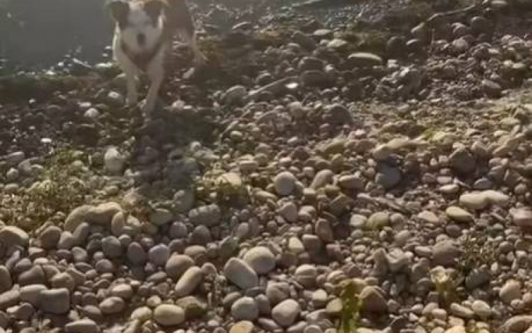 我懷疑你在唬爛！　主人丟石進池「牠搬出這塊」沒人信