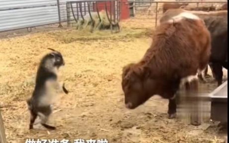 小羊衝撞小牛！　他耐心陪玩全網直呼好溫馨