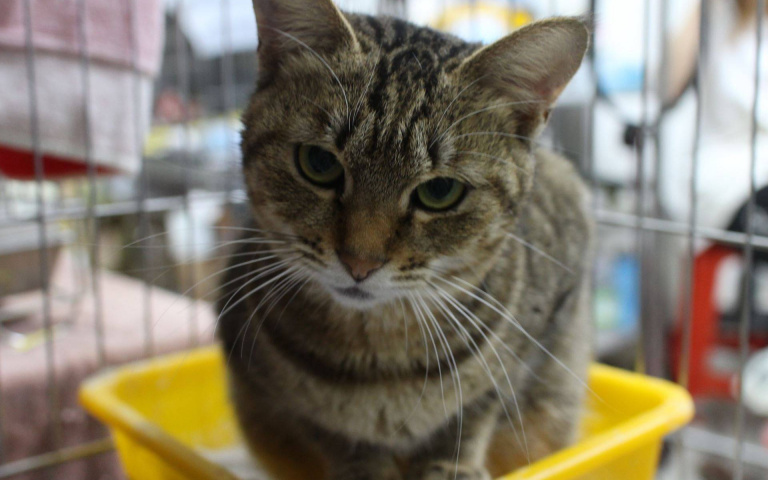 從無力趴角落到撒嬌小貓　虎斑黑貓斷尾重生順利找到長期飯票