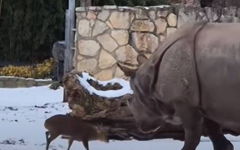 小鹿斗膽挑釁巨物！　犀牛和這小不點愜意玩耍