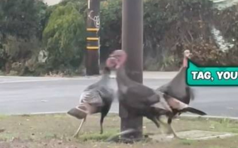 在玩鬼抓雞？　駕駛開車路過「火雞做出謎樣行為」全網問號