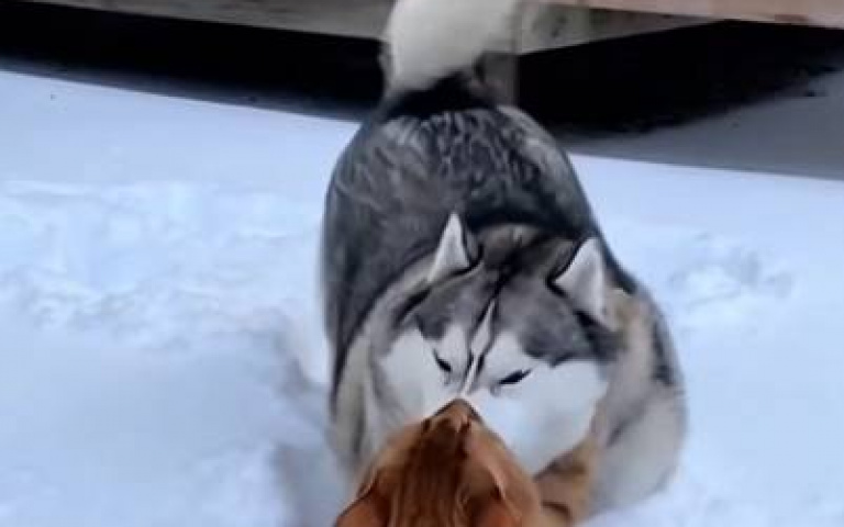 橘貓想搞事！　想偷襲哈士奇「反遭原地埋葬」