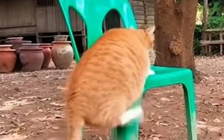 大橘為重！　胖貓跳上塑膠椅休息「整個大翻車」