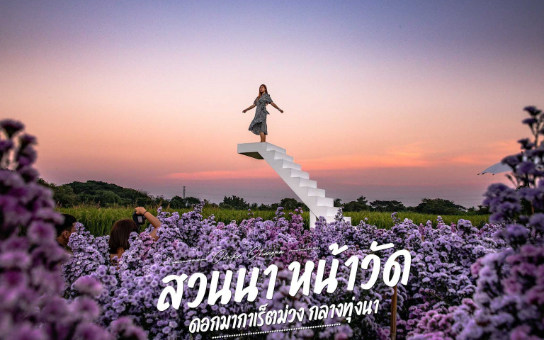 紫色瑪格麗特清邁盛開！登上白色天梯欣賞綻放花海