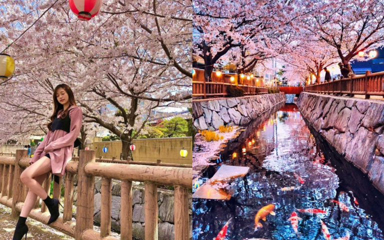 走過「櫻花隧道」嗎?你不知道的「鹿之井出水」,完全媲美目黑川!