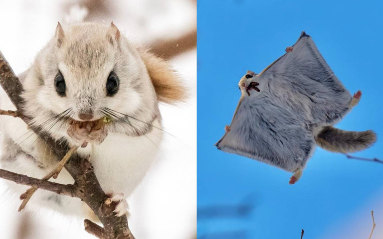 可愛爆擊 沒有翅膀但是會飛翔的雪地小精靈 北海道飛鼠