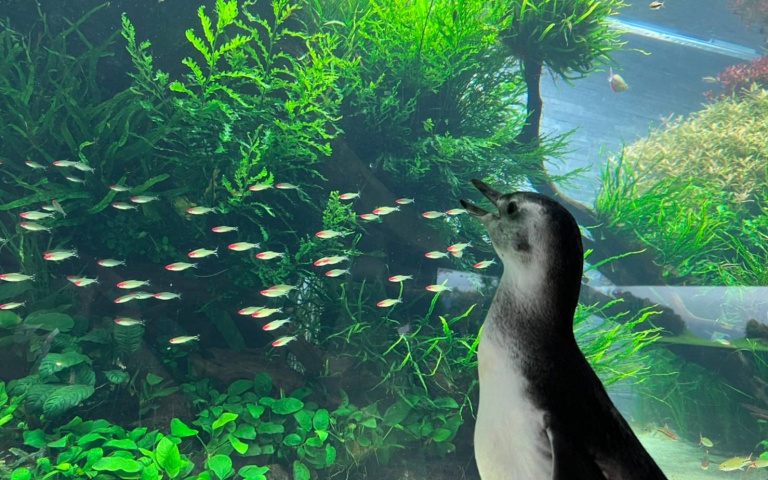水族館、辦公室到處遊走探險!小企鵝好奇心爆棚的日常
