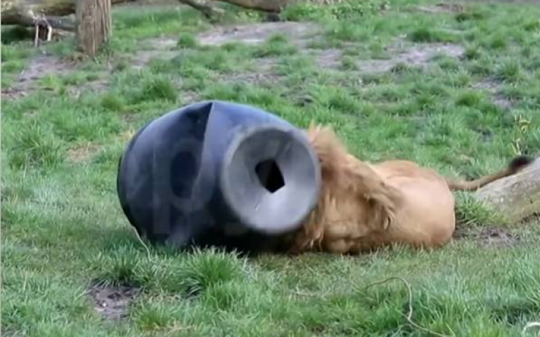 貪吃的下場？公獅頭卡水桶「慌張亂竄」無力掙脫