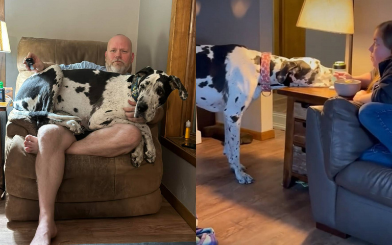 主人用膳大丹狗趴一旁刷存在感　設計對白：不是討食而是求關注