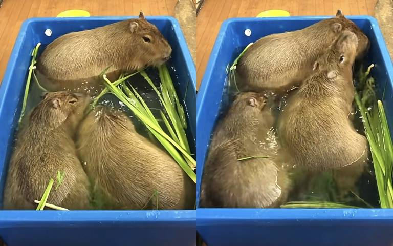 水豚君被「醃」了?整盆看起來好像蔥薑肉湯!