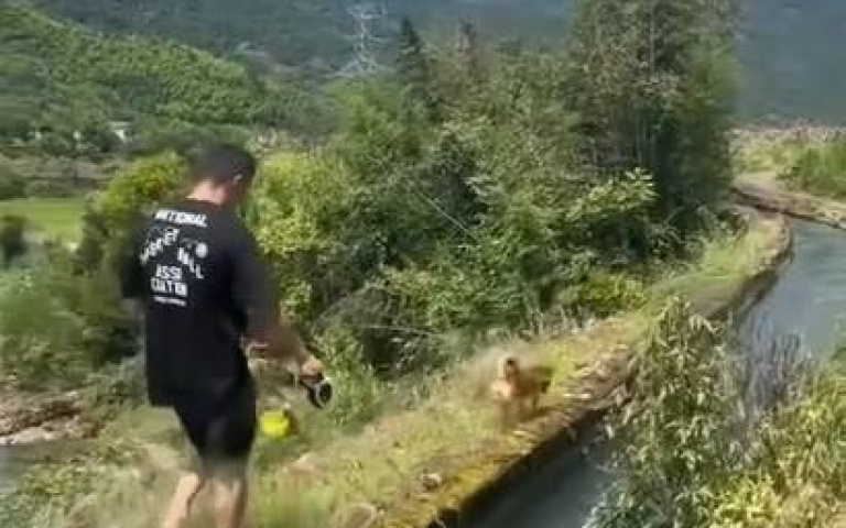 最新遛狗方式？主人「水溝遛狗」 汪星人泡水游泳超開心