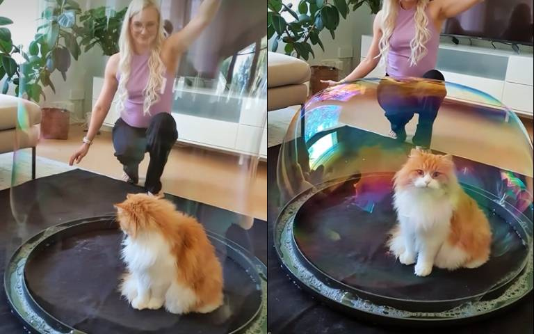 把萌寵留在泡泡裡面　主人試好幾次才成功「貓咪好淡定」