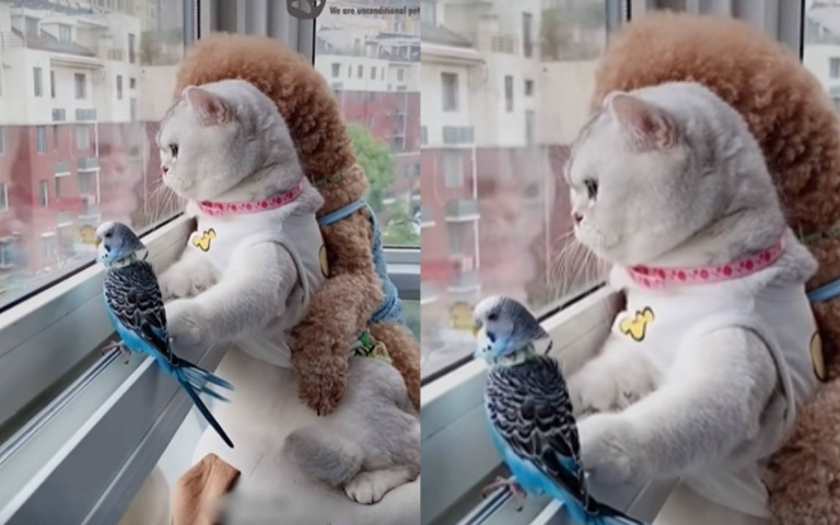 哥弎好一起看風景！跨物種好友誼　網友看完卻無奈搖頭