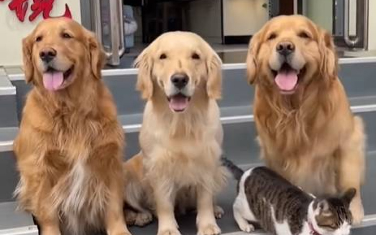 被強迫營業的貓貓一臉厭世　與狗跨物種的好感情全紀錄