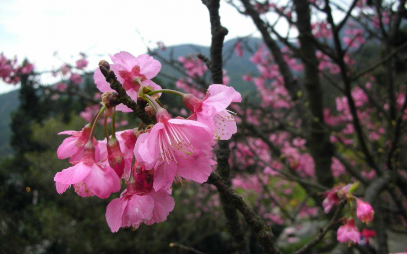 出國行程被打亂?趁著春暖花開遊台灣 賞花景點資訊一手掌握