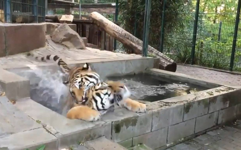 大貓也需要個虎空間　悠閒泡澡被打擾怒變「追兄現場」笑翻網友