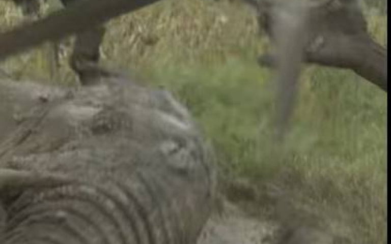 費時四天拯救兩隻大象！　艱辛過程曝光…遺憾的事仍發生…