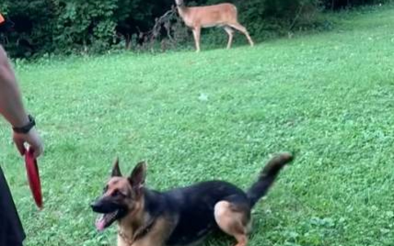 主人帶牧羊犬出門玩飛盤！　野鹿像鄰居的孩子盯著他們…最後一起玩