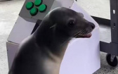 加州海獅超聰明　破解迷宮益智遊戲