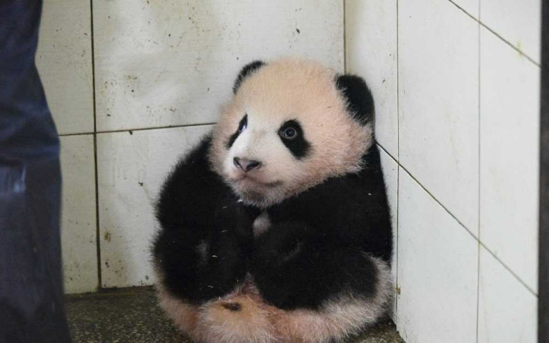 熊貓寶寶被打掃阿姨抱到角落著,結果就真的乖乖呆在那等著被抱回原位!