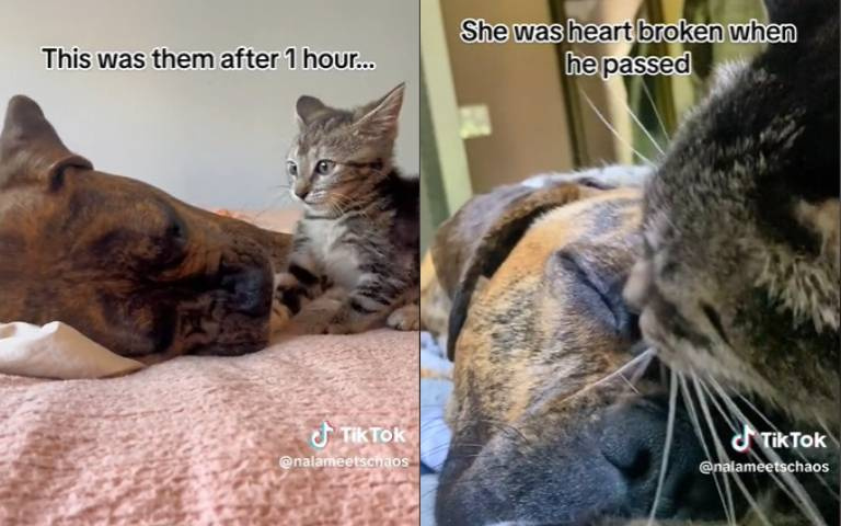 狗狗失去老伴好悲傷！這時小貓意外現身　不到1小時和牠變麻吉