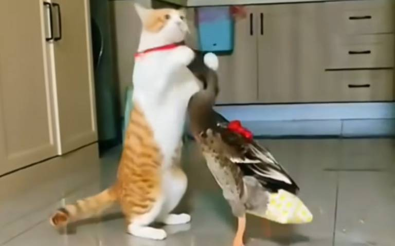 攻勢猛烈!動物間奇妙情誼 貓咪狂抱鴨子不放手