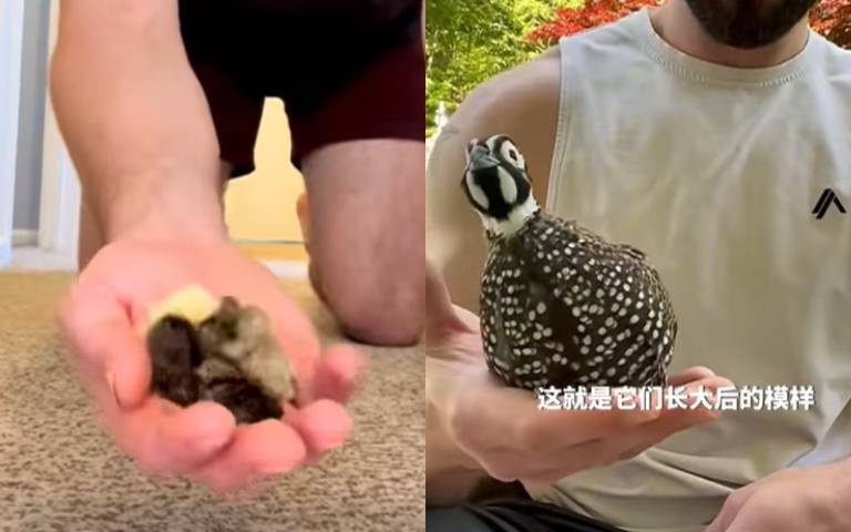 稍不留神就會踩死牠! 這款鳥剛出生比手掌小「長大後18變」