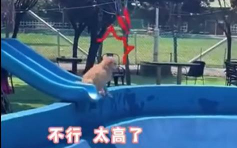 怕高還是怕水? 黃金獵犬溜滑梯「到一半想反悔」但來不及了