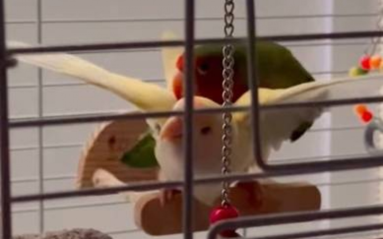 鸚鵡交疊影片好害羞！？　真相曝光竟是姊妹在幹這件事