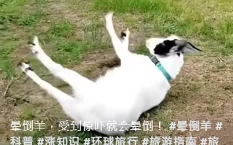 世界上最膽小的動物？　這種羊「沒人嚇牠」一周仍會昏倒25次