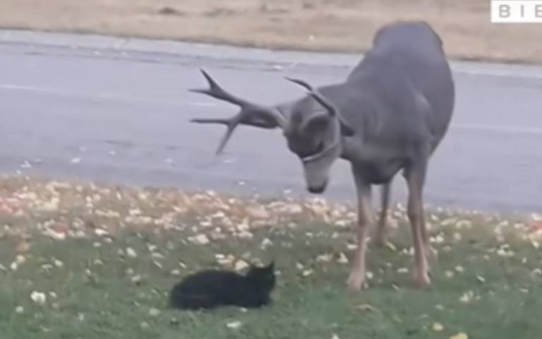 我那麼萌，你捨得傷害我嗎？　黑貓嚇鹿「牠有點生氣」但後來又沒事了
