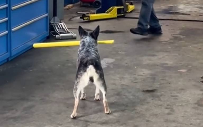 昔揮棒「強襲球」中人重要部位！　狗狗化身強打…打擊率百分百