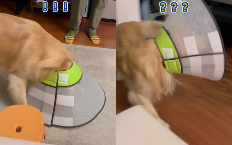 怎麼讓狗子主動套上寵物頭套? 他教你一招搞定