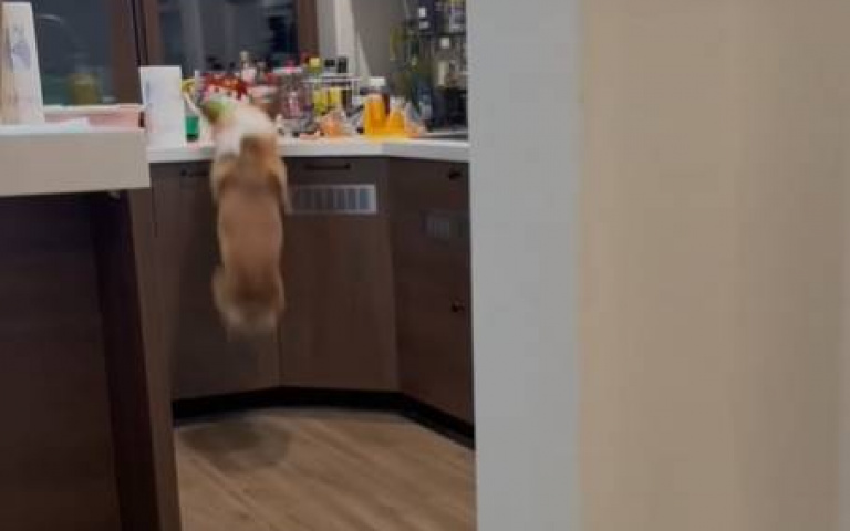 這柯基是被貓帶大的吧！　後腿有力蹬上廚房桌輕鬆幹飯