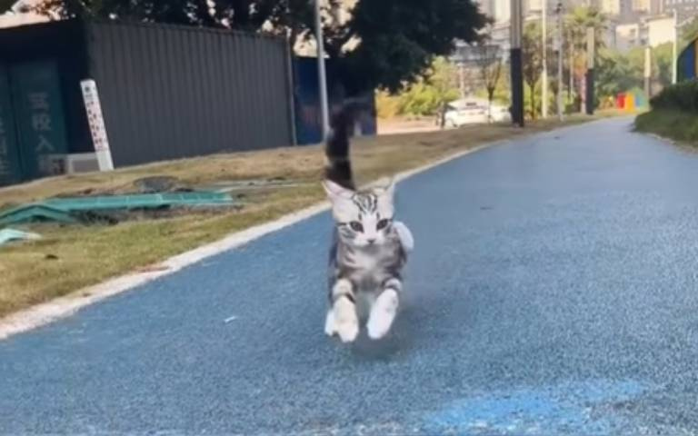 短短五天的時間！　膽小奶貓「蛻變成為社牛貓」
