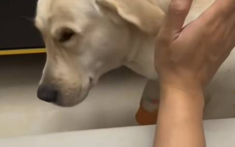 拉拉的鋼鐵尾巴應列管制？　但牠其實也非故意的