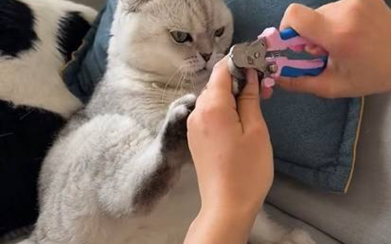 亮菜刀以為黑社會談判？　原來只是主人在替貓剪指甲