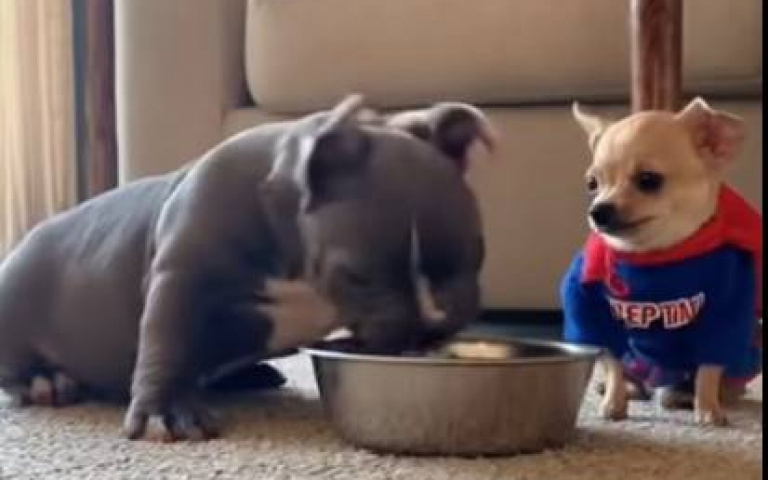 從生氣吉了到害怕吉了！　吉娃娃欺善怕惡反應曝光