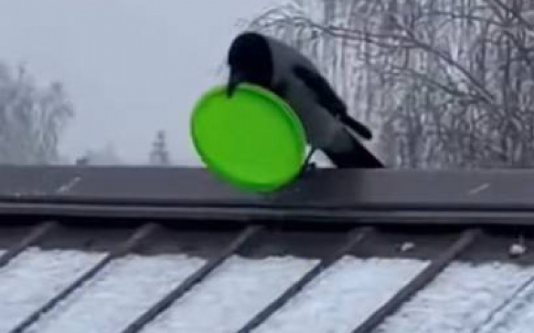 雪地裡開滑！　聰明烏鴉拿飛盤當雪板玩超嗨