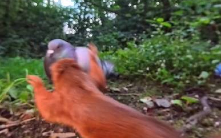 架攝影機拍可愛松鼠！　意外紀錄到搶食瞬間…網驚：WWE摔角比賽