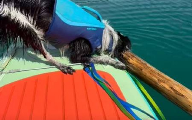 超狂的咬合力！　澳洲邊牧「死咬10公尺木條」快樂游泳