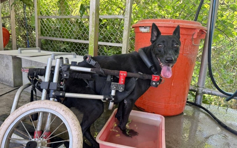 志工自費換3輪椅伴癱瘓幼犬復健　八里黑寶變身「小戰車」盼遇溫暖歸宿