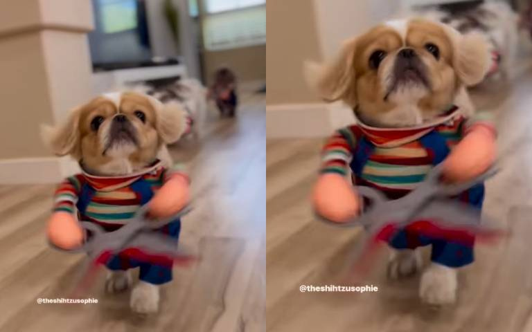 小狗竟然站著走路？！　超萌影片曝光「連巨石強森都被逗樂」