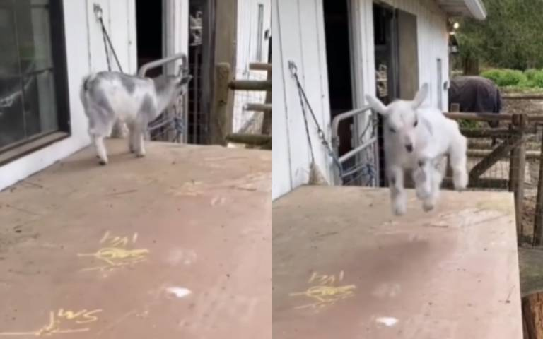 把你同伴推下樓！　這隻壞羊「開心到手腳不協調」