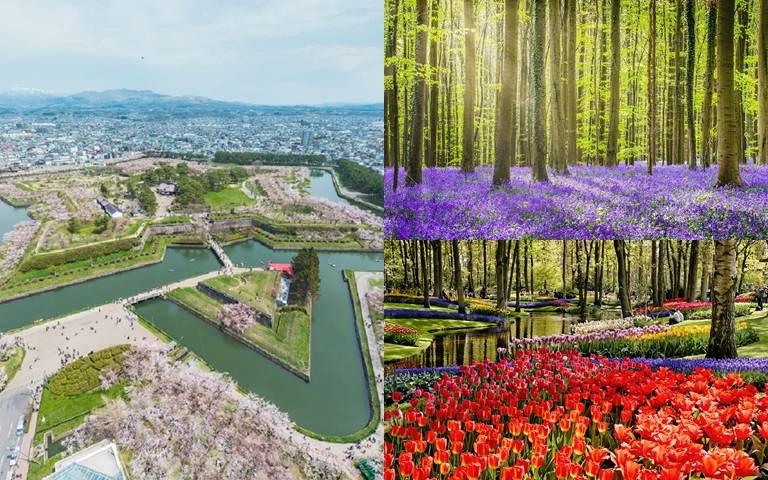 花海推薦指南!日本泡湯賞櫻、荷蘭最大鬱金香花園一次看!