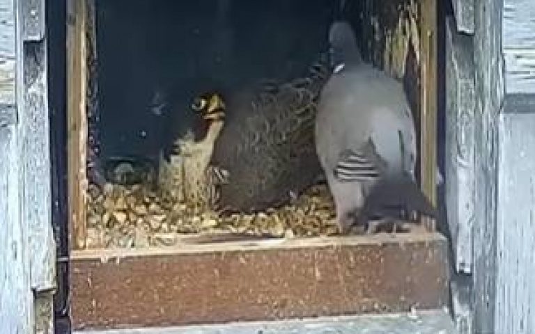 窩裡休息一隻鴿子飛進來報名當晚餐! 隼嚇到秒回神「迅速享用」