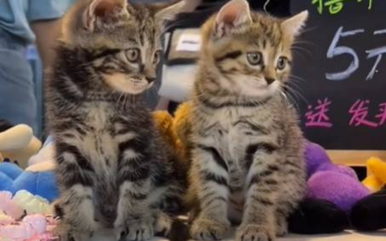 貓咪比人還會賺錢！主人拎兩隻心頭好上街　攤販滿桌髮飾被一掃而空