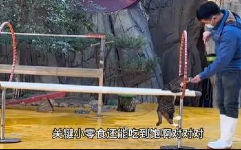 浪貓吃不飽睡不好!海洋館長「撿走」人生大逆轉 成館內紅牌一天只秀2場