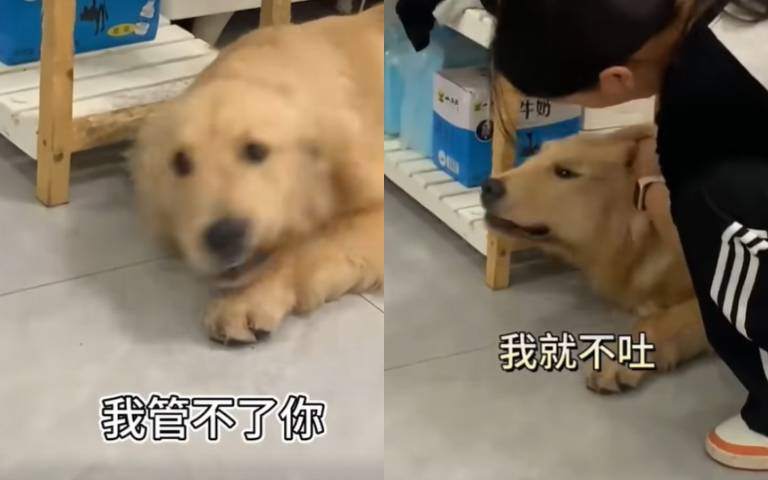 主打一個欺善怕惡!阿金亂啃衛生紙 女主一句話讓牠乖乖吐出來